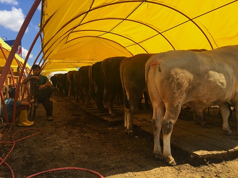 A cute brown milk cow enjoys her feed trough on a farm in Washington state, USA.