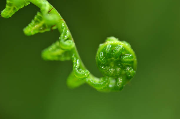 istock Close up of Fern leaf in forest 1017090266