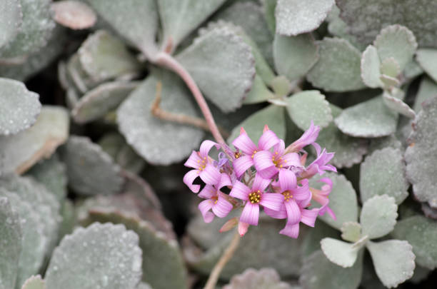 istock Pink flower in the silver bushes 1017094522
