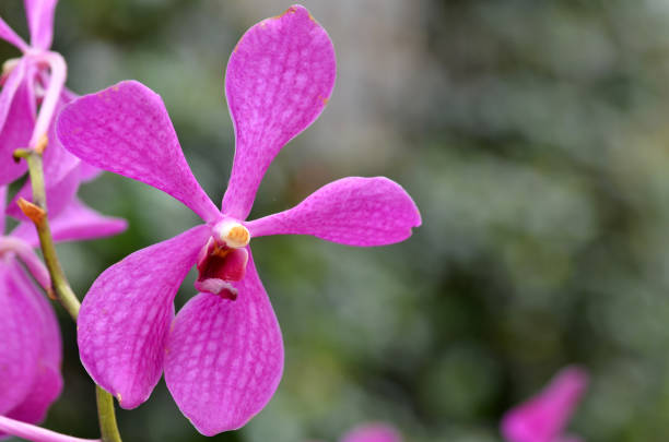 istock Beautiful purple orchid 1017094594