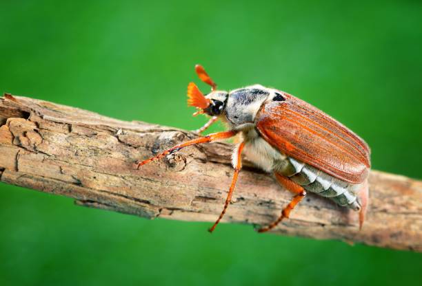 istock Cockchafer or May bug (Melolontha melolontha) in natural environment 1017094692