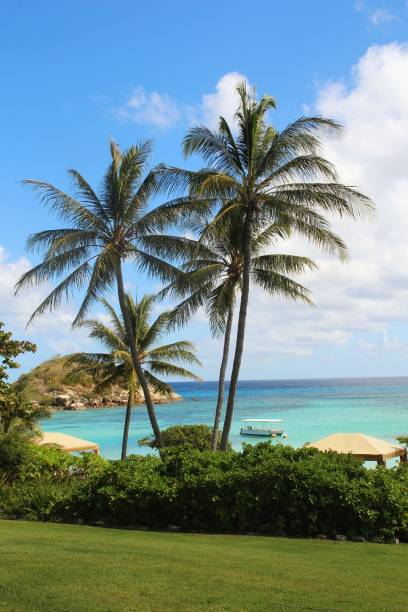 Lizard Island, Queensland Australia a lovely relaxing photo of palm trees on a island getaway lizard island stock pictures, royalty-free photos & images