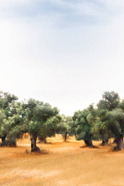 istock Landscape view of Olive Farm. 1017097452