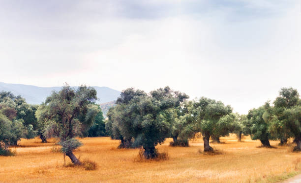 istock Landscape view of Olive Farm. 1017097492