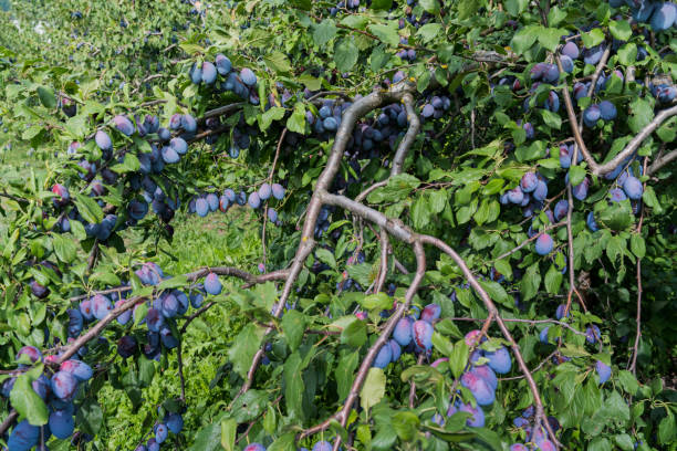 istock ripe plums growing on trees 1017099934