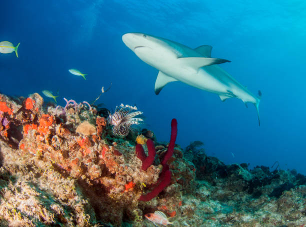istock Caribbean reef shark at the Bahamas 1017099998