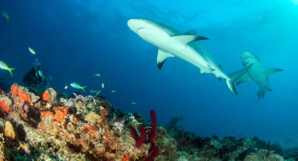 istock Caribbean reef shark at the Bahamas 1017100274