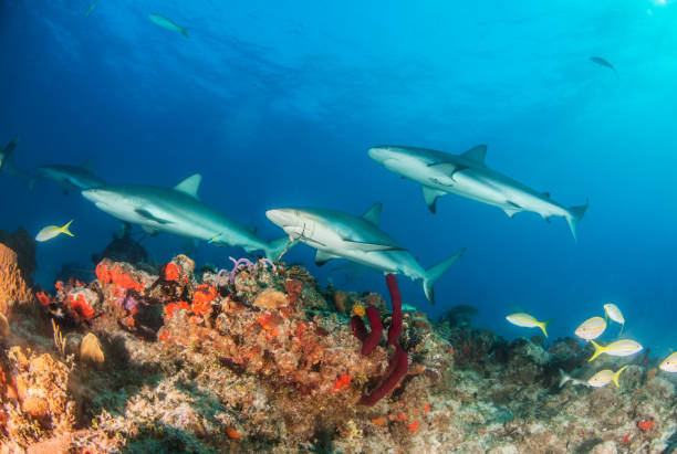 istock Caribbean reef shark at the Bahamas 1017100578