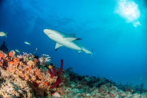 istock Caribbean reef shark at the Bahamas 1017100656