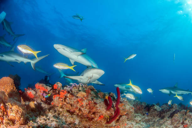 istock Caribbean reef shark at the Bahamas 1017100782