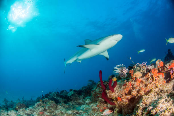 istock Caribbean reef shark at the Bahamas 1017102918