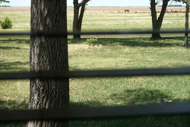 of Kansas Pasture