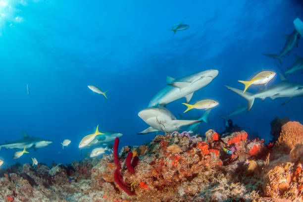 istock Caribbean reef shark at the Bahamas 1017103366