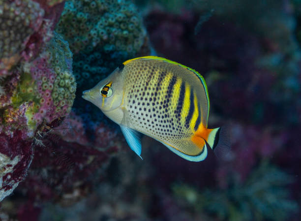 熱帶魚 - 蝴蝶魚 個照片及圖片檔