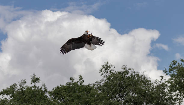 белый орел - white headed eagle стоковые фото и изображения