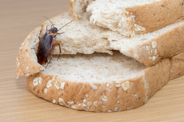 istock Close up of cockroach on a Whole wheat bread 1017103566