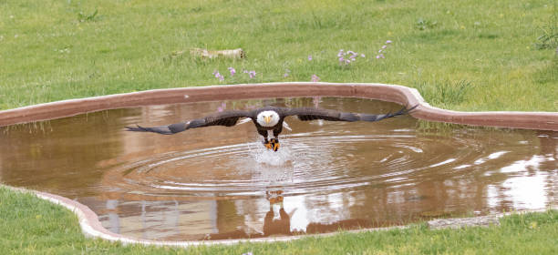 белый орел - white headed eagle стоковые фото и изображения