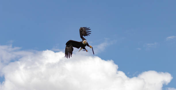 белый орел - white headed eagle стоковые фото и изображения