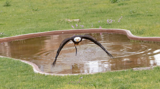 белый орел - white headed eagle стоковые фото и изображения