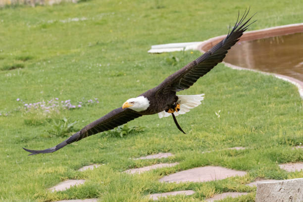 белый орел - white headed eagle стоковые фото и изображения