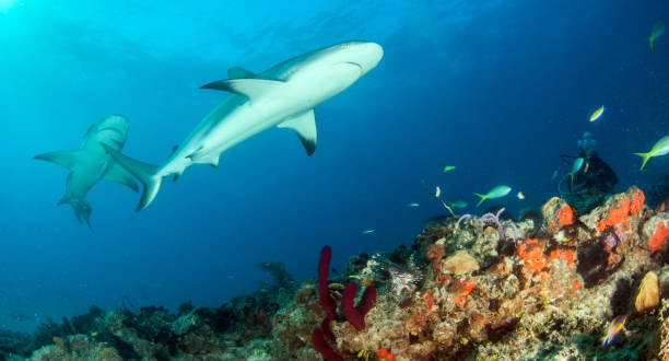 istock Caribbean reef shark at the Bahamas 1017105892