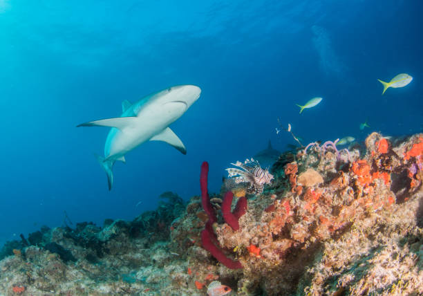 istock Caribbean reef shark at the Bahamas 1017105954