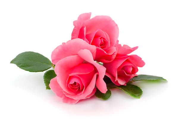 istock Pink roses flowers. 1017106000