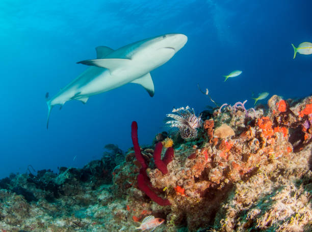 istock Caribbean reef shark at the Bahamas 1017106096