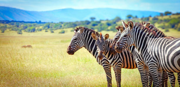 Zebras in Akagera national park in Rwanda
