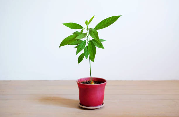 istock little avocado tree in a flower pot on the white background 1017111146