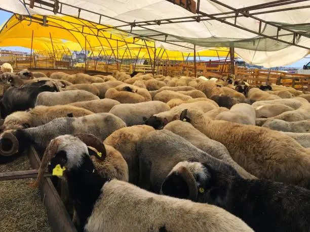 Sheeps are waiting for the buyers at the market for The Festival of Sacrifice.