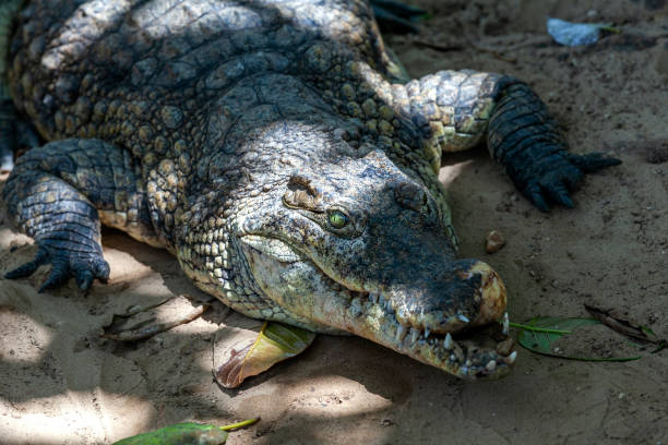 istock fighter crocodile looking - it lost half jaw bone (maxilla) at fight 1017111930
