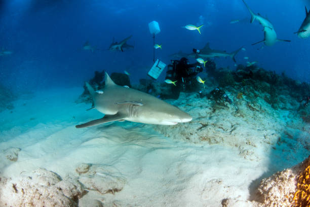 istock Lemon shark at the Bahamas 1017117004