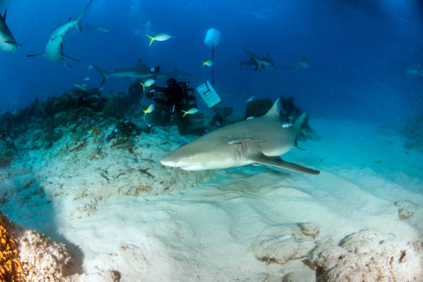 istock Lemon shark at the Bahamas 1017117034