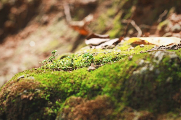 istock Green moss growing on the rock in the forest 1017117188