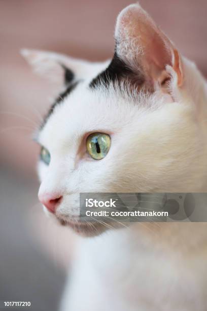 Kucing Hitam Putih Yang Lucu Duduk Di Lantai Kayu Dan Bersantai Di