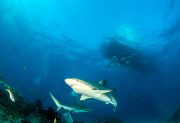 istock Caribbean reef shark at the Bahamas 1017117570
