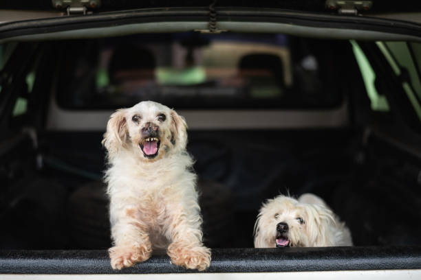istock white dog get sick in a car 1017117600