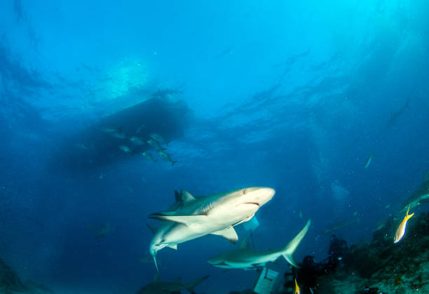 istock Caribbean reef shark at the Bahamas 1017117638