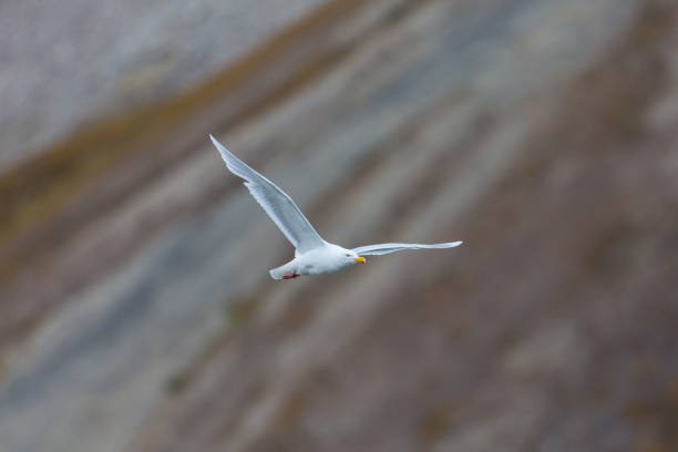 istock glaucous burgomeister gull (Larus hyperboreus) flying 1017120246