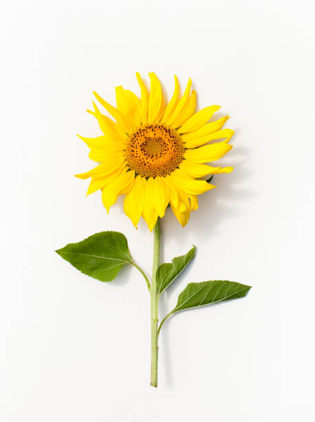 istock Young Mature sunflower on white background. 1017120530