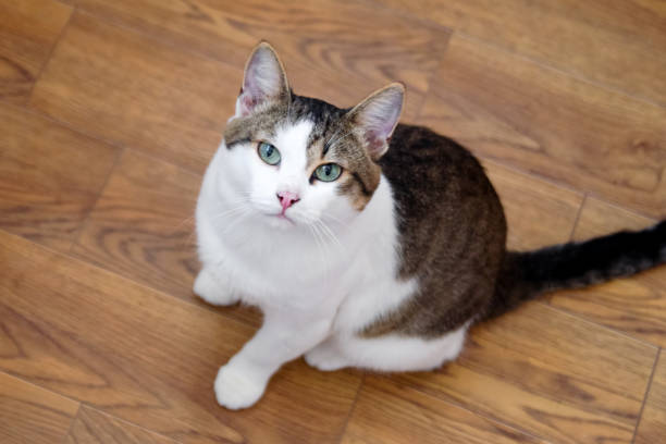 istock White tabby cat with green eyes is sitting on a floor and looking into the camera, top view. 1017124790
