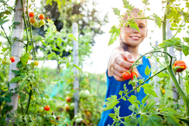 istock Little girl harvesting cherry tomato 1017125082