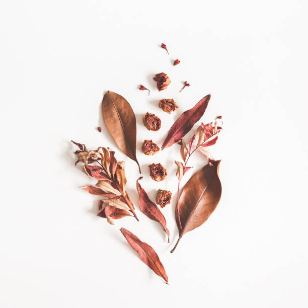 Autumn composition. Pattern made of dried flowers and leaves on white background. Autumn, fall concept. Flat lay, top view, square