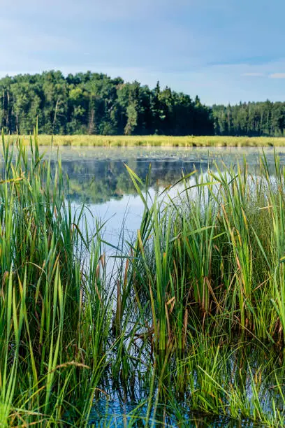 A still lake and marsh in rural Alberta, Canada.