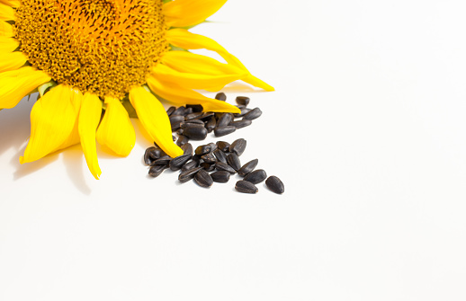 Young sunflower with ripe seeds on a white background.