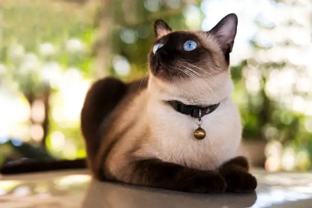 Siamese cat resting on  the floor.