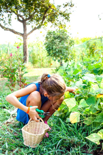 istock Little girl picking up Bush Bean 1017128350