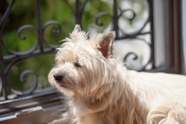 istock The Cairn Terrier on the balcony 1017133374