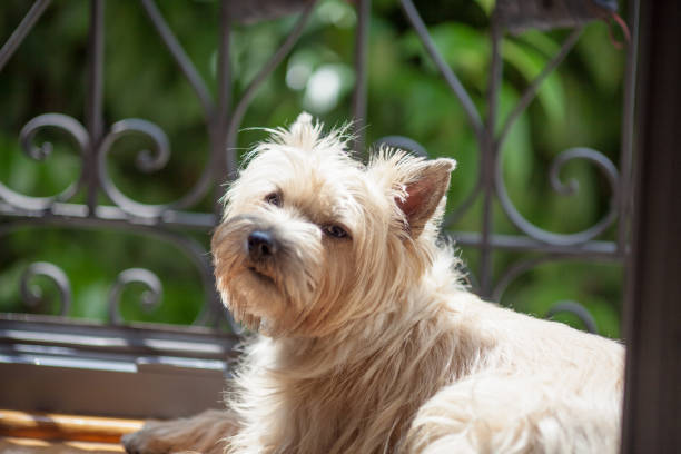 istock The Cairn Terrier on the balcony 1017133386